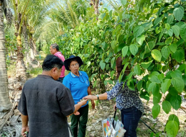 สหกรณ์จังหวัดสุราษฏร์ธานี ... พารามิเตอร์รูปภาพ 8