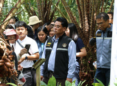 อธิบดีกรมส่งเสริมสหกรณ์ พร้อมด้วย สหกรณ์จังหวัดสุราษฎร์ธานี ... พารามิเตอร์รูปภาพ 40