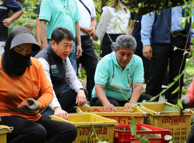 อธิบดีกรมส่งเสริมสหกรณ์ พร้อมด้วย สหกรณ์จังหวัดสุราษฎร์ธานี ... พารามิเตอร์รูปภาพ 25