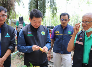 อธิบดีกรมส่งเสริมสหกรณ์ พร้อมด้วย สหกรณ์จังหวัดสุราษฎร์ธานี ... พารามิเตอร์รูปภาพ 2